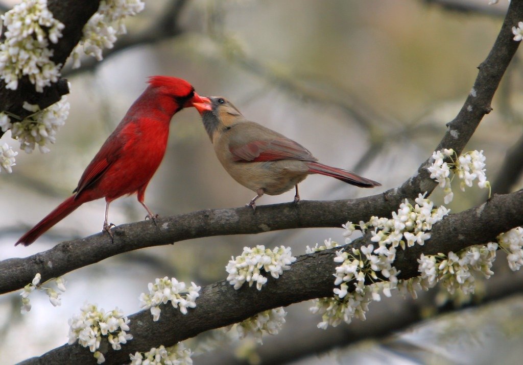 Male Cardinal vs Female Cardinal- Let’s Tell the Differences!