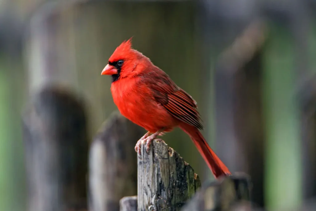 Male Cardinal vs Female Cardinal- Let’s Tell the Differences!