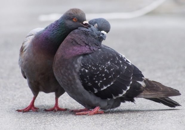 Mourning Dove Vs Pigeon- What’s the Difference?