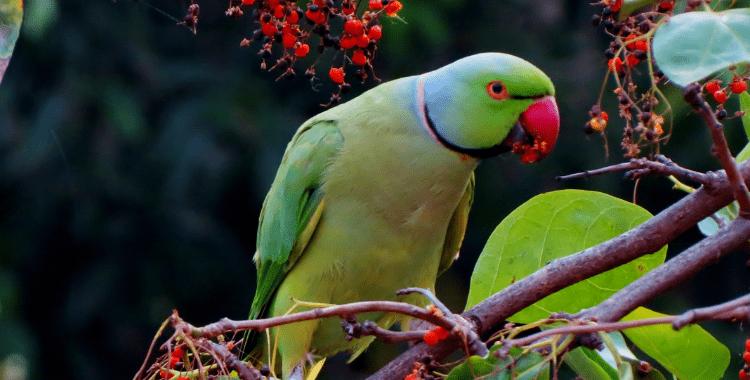 THE IDEAL PARROT DIET (AS WELL AS FOODS TO STEER CLEAR OF)