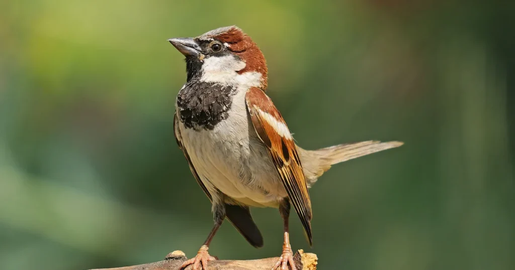 Spiritual Meanings of Seeing a Sparrow