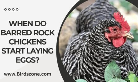 When Do Barred Rock Chickens Start Laying Eggs?