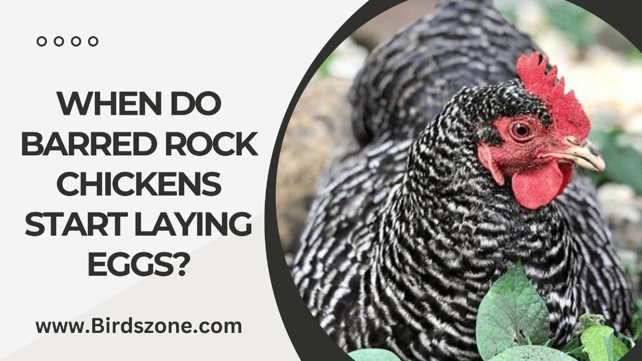 When Do Barred Rock Chickens Start Laying Eggs?