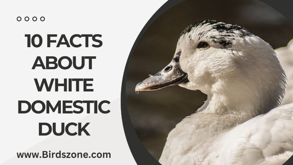 10 Facts About White Domestic Duck