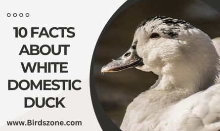 10 Facts About White Domestic Duck