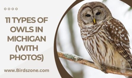 11 Types Of Owls in Michigan (With Photos)