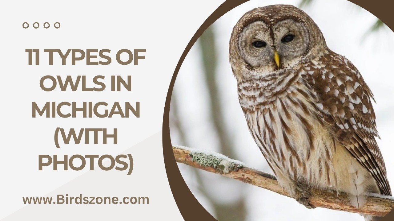 11 Types Of Owls in Michigan (With Photos)