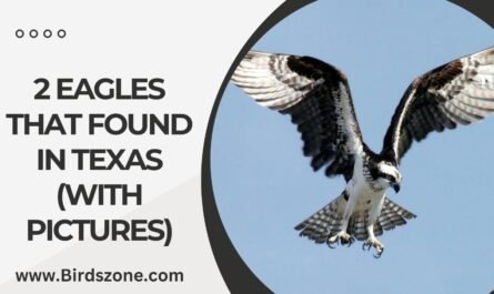 2 Eagles That Found in Texas (With Pictures)