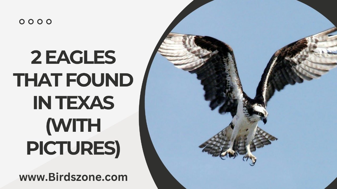 2 Eagles That Found in Texas (With Pictures)