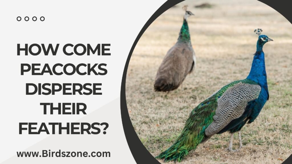 How Come Peacocks Disperse Their Feathers?