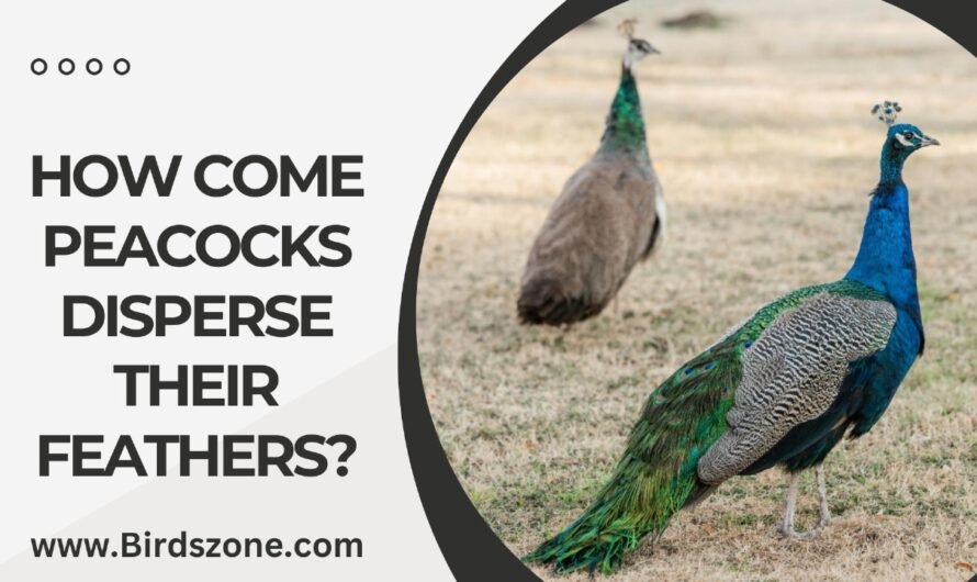 How Come Peacocks Disperse Their Feathers?