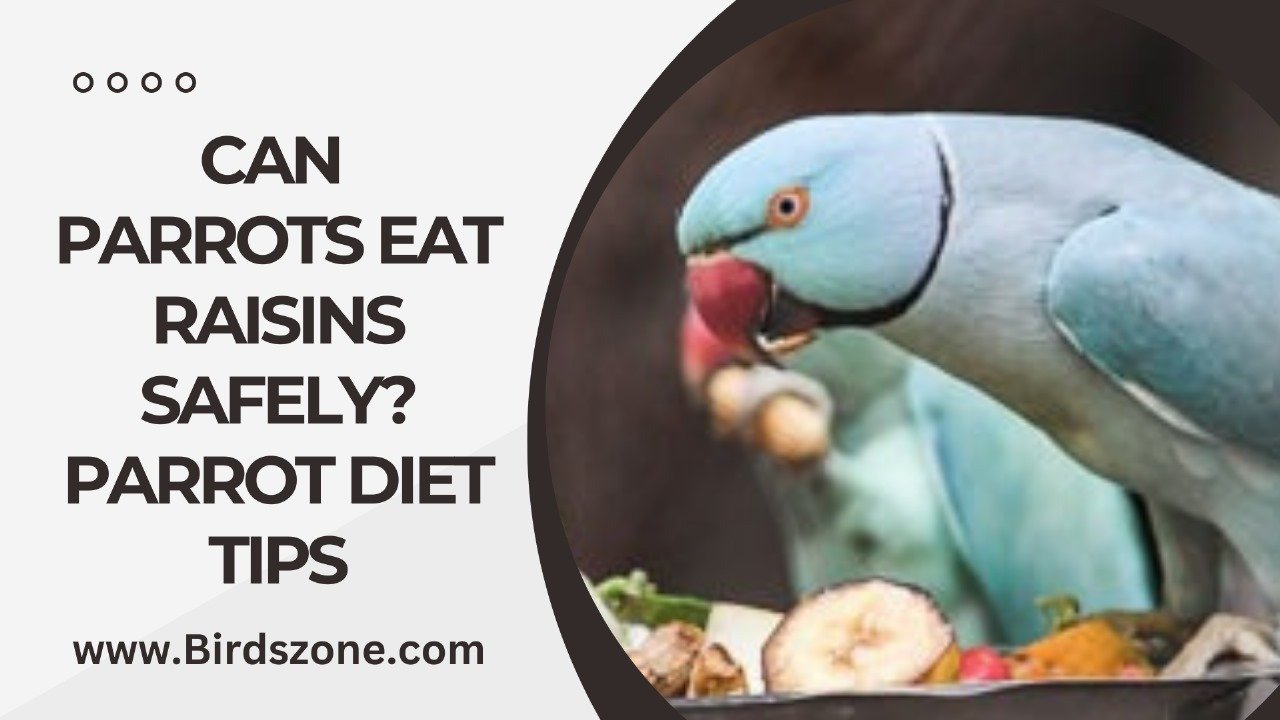 Can Parrots Eat Raisins Safely? Parrot Diet Tips