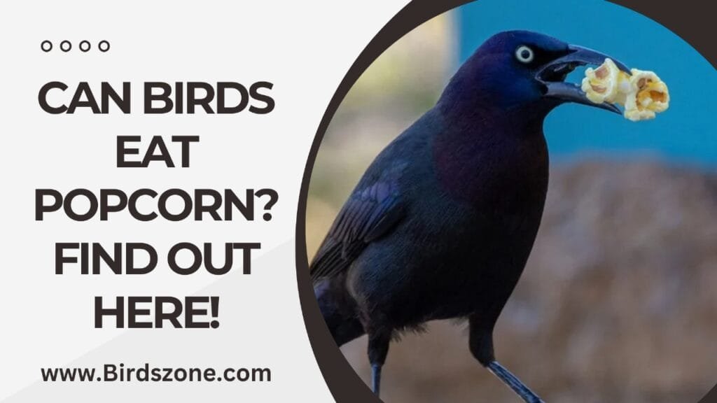 Can Birds Eat Popcorn? Find Out Here!