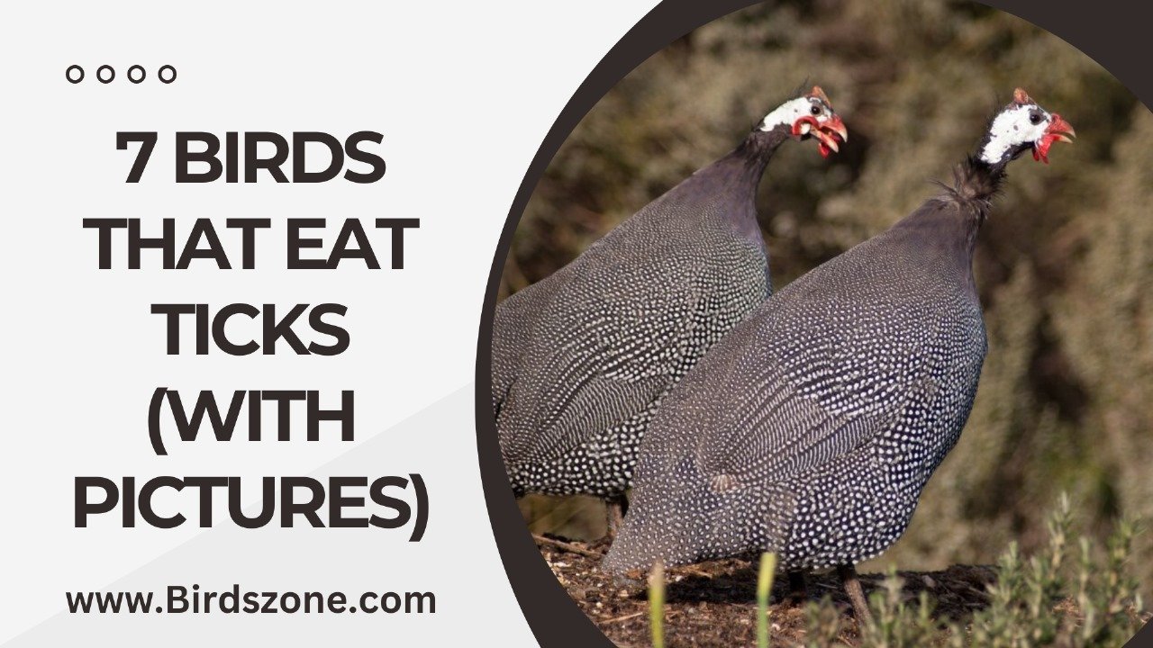 7 Birds That Eat Ticks (with Pictures)