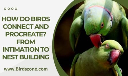 How Do Birds Connect and Procreate? From Intimation to Nest Building