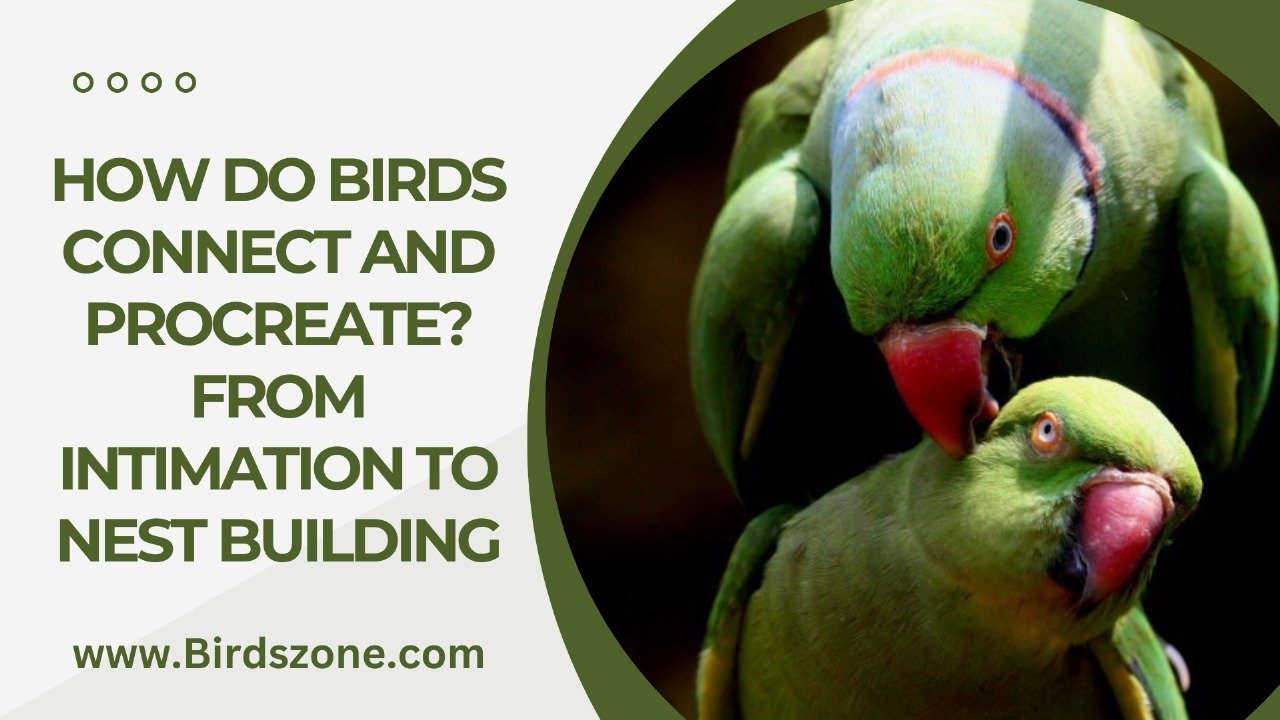 How Do Birds Connect and Procreate? From Intimation to Nest Building