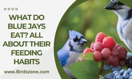 What Do Blue Jays Eat? All About Their Feeding Habits