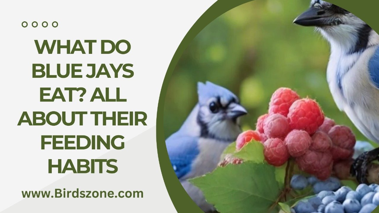 What Do Blue Jays Eat? All About Their Feeding Habits