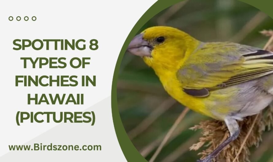 Spotting 8 Types Of Finches In Hawaii (Pictures)