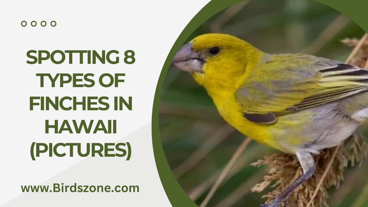 Spotting 8 Types Of Finches In Hawaii (Pictures)