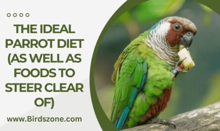 THE IDEAL PARROT DIET (AS WELL AS FOODS TO STEER CLEAR OF)