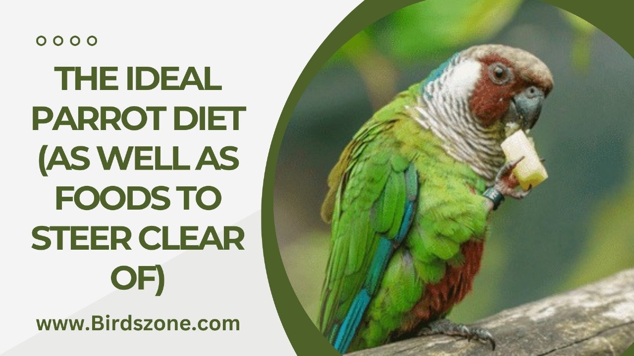 THE IDEAL PARROT DIET (AS WELL AS FOODS TO STEER CLEAR OF)