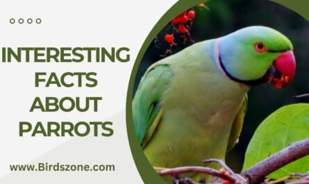 INTERESTING FACTS ABOUT PARROTS