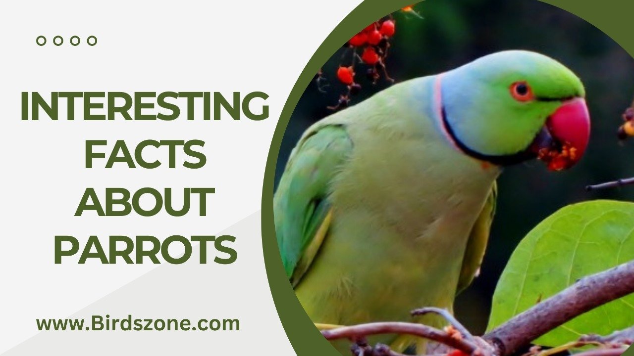 INTERESTING FACTS ABOUT PARROTS