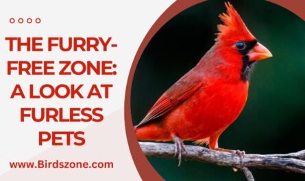 The Furry-Free Zone: A Look at Furless Pets