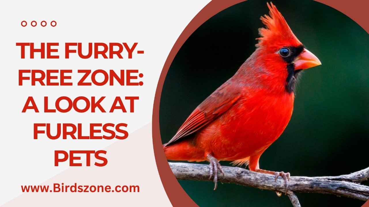 The Furry-Free Zone: A Look at Furless Pets