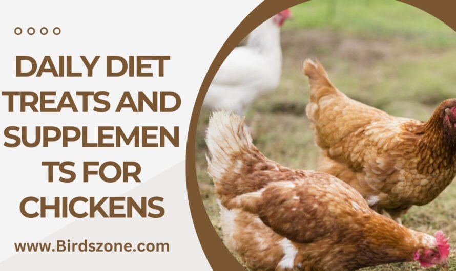 Daily Diet Treats and Supplements for Chickens