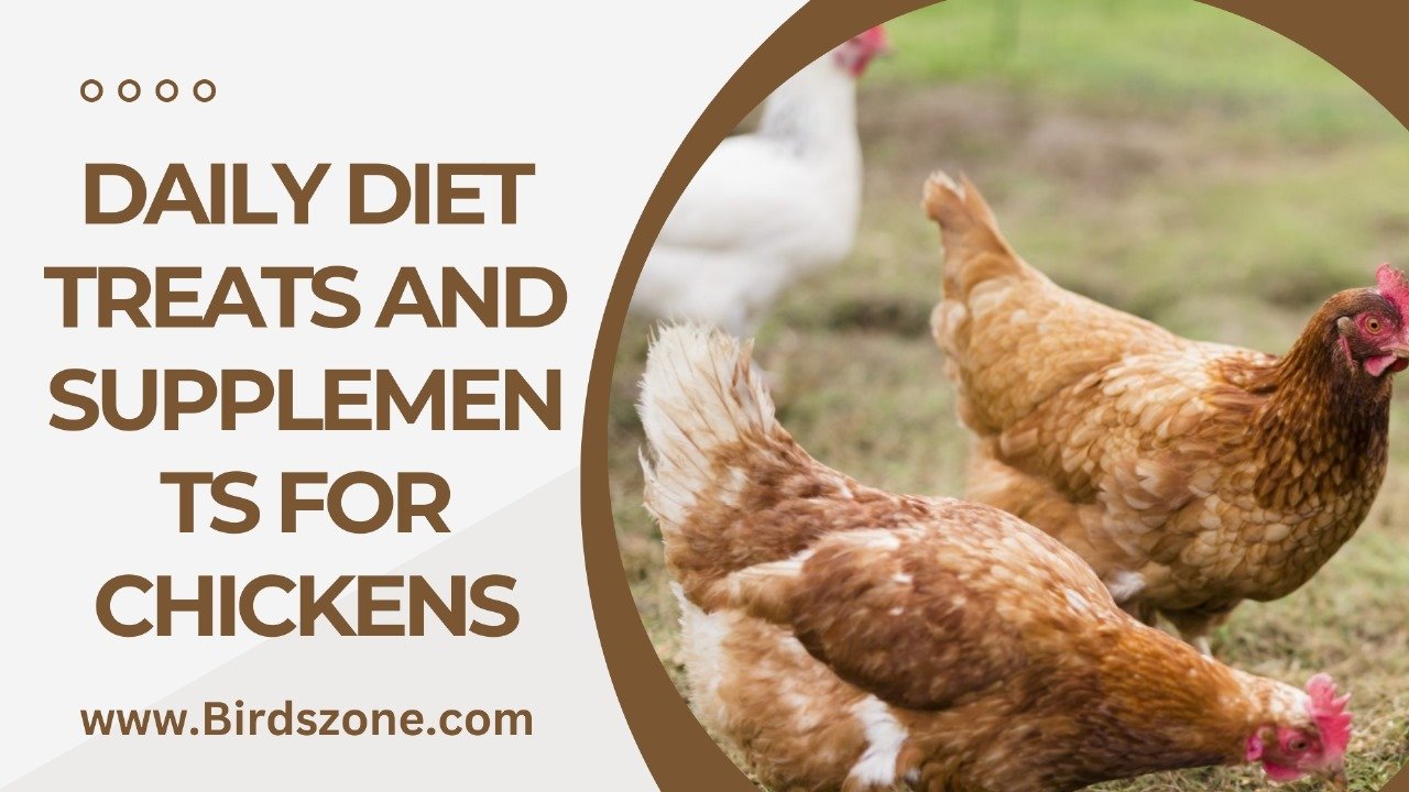 Daily Diet Treats and Supplements for Chickens