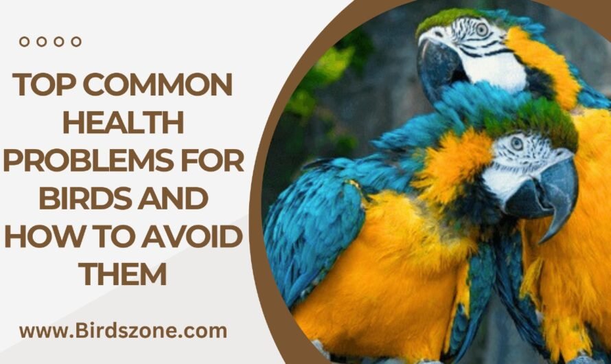 Top Common Health Problems for Birds and How to Avoid Them