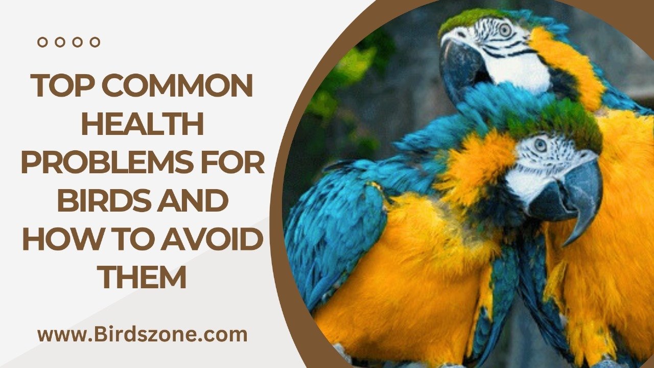 Top Common Health Problems for Birds and How to Avoid Them