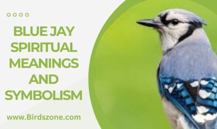 Blue Jay Spiritual Meanings and Symbolism