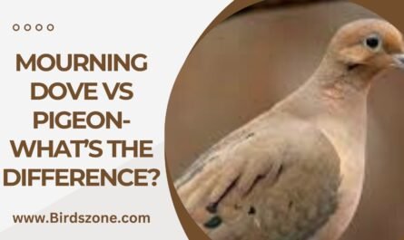 Mourning Dove Vs Pigeon- What’s the Difference?