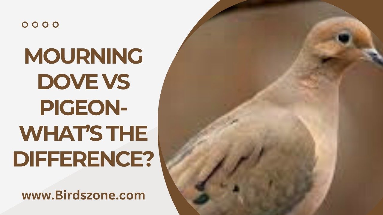 Mourning Dove Vs Pigeon- What’s the Difference?