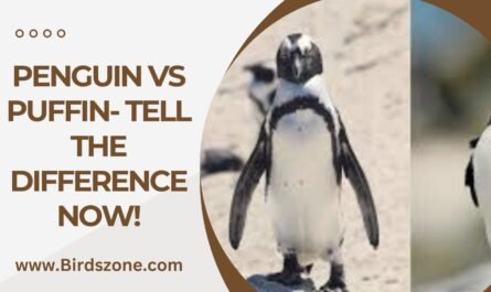 Penguin vs Puffin- Tell the Difference Now!