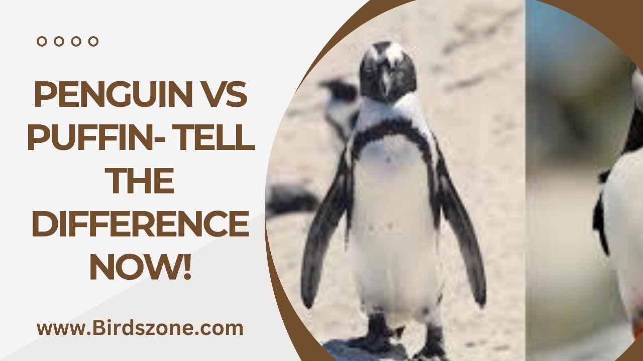 Penguin vs Puffin- Tell the Difference Now!