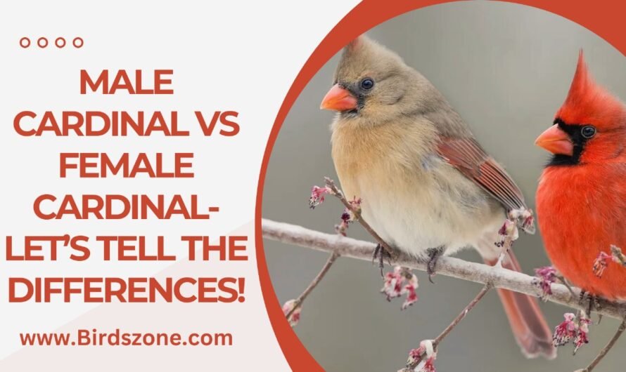 Male Cardinal vs Female Cardinal- Let’s Tell the Differences!