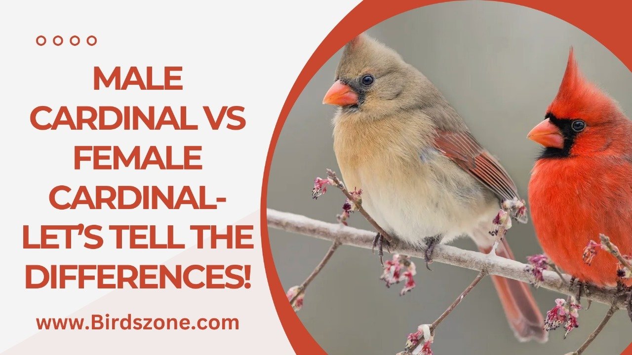 Male Cardinal vs Female Cardinal- Let’s Tell the Differences!