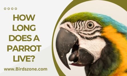 How Long Does a Parrot Live?