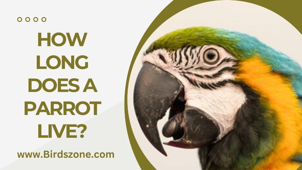 How Long Does a Parrot Live?