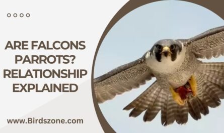 Are Falcons Parrots? Relationship Explained