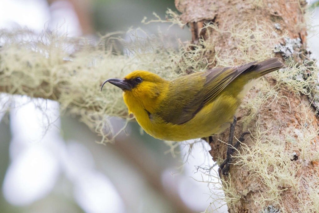 Conservation efforts to protect the Akiapolaau