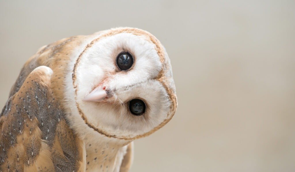 Barn Owl