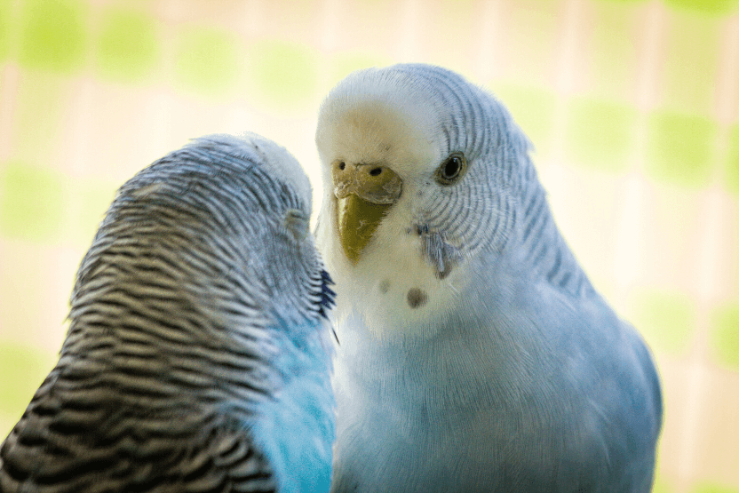 Does My Parrot Need a Companion?