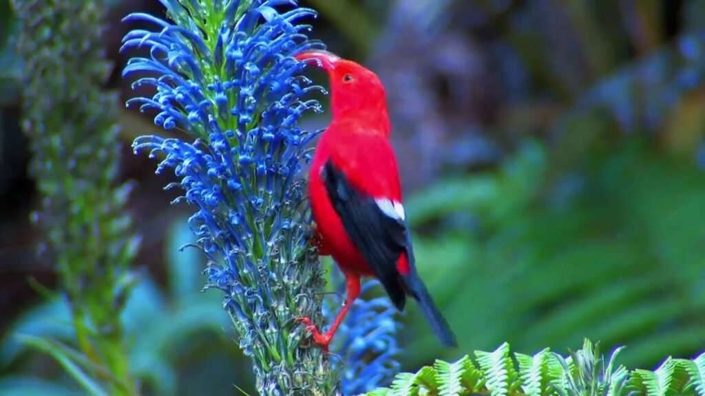 Hawaii Creeper and 'I'iwi - Iconic Finches of Hawaii 