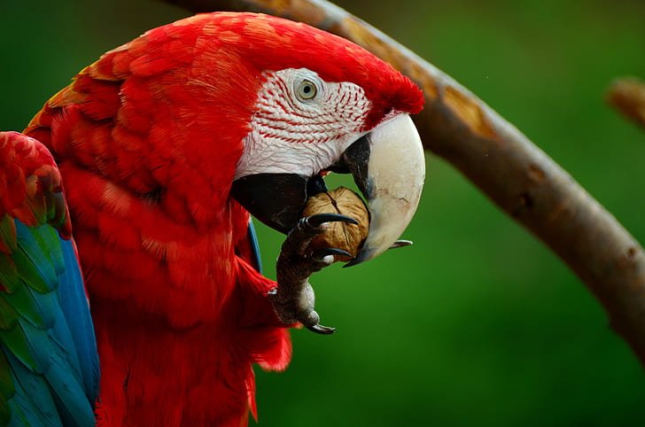 Can Parrots Eat Raisins?