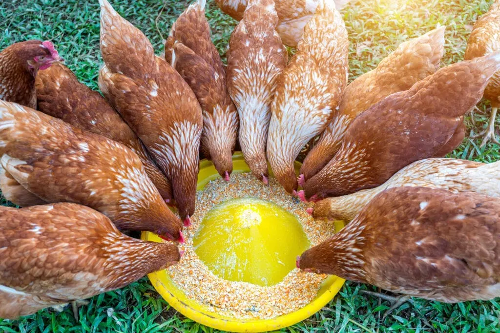 Daily Diet Treats and Supplements for Chickens